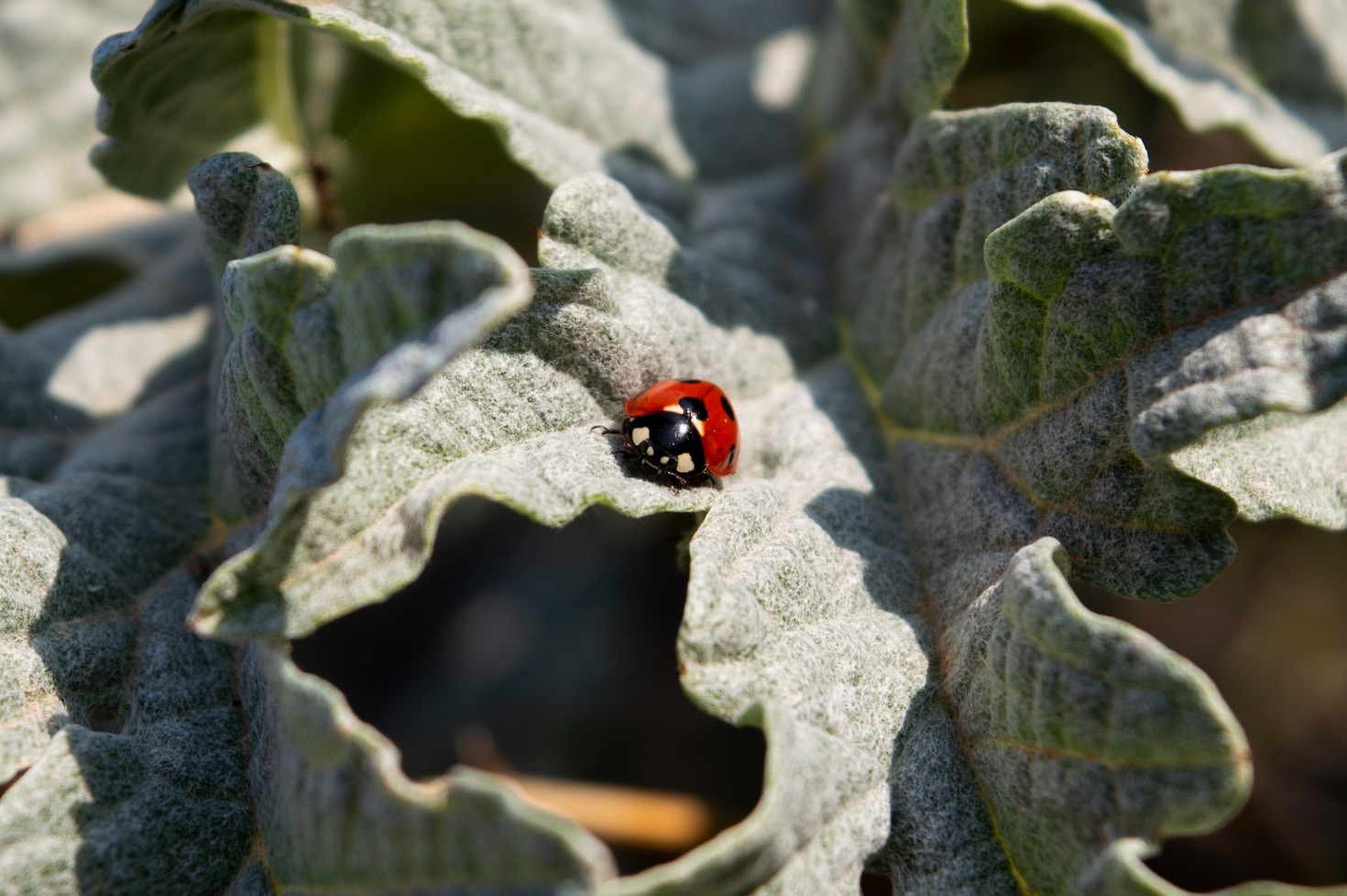 How Black Soldier Fly Larvae Are Changing Sustainable Farming