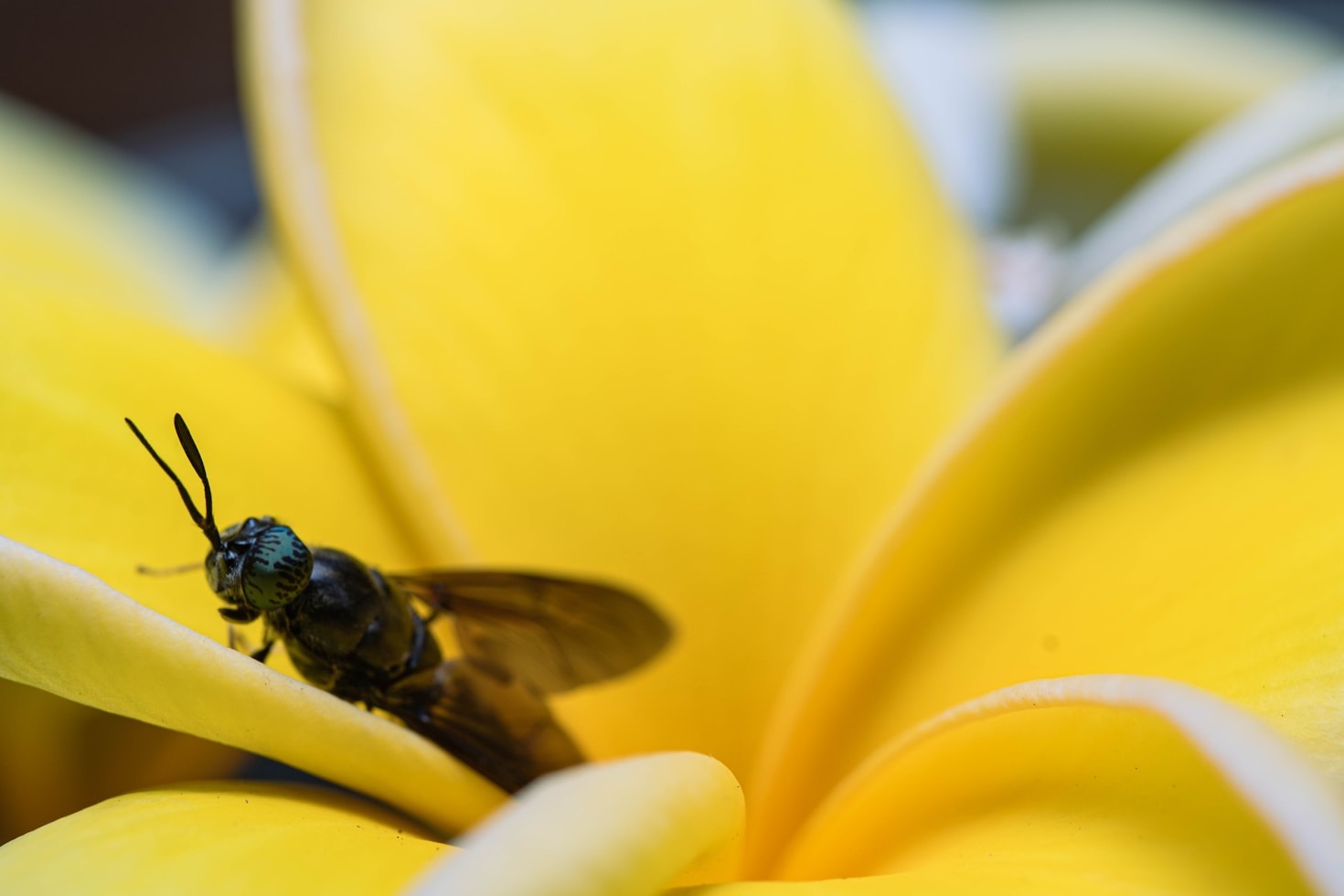 The Role of Insect Oil in Modern Farming